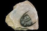 Uncommon Odontochile Trilobite - Lghaft, Morocco #146768-2